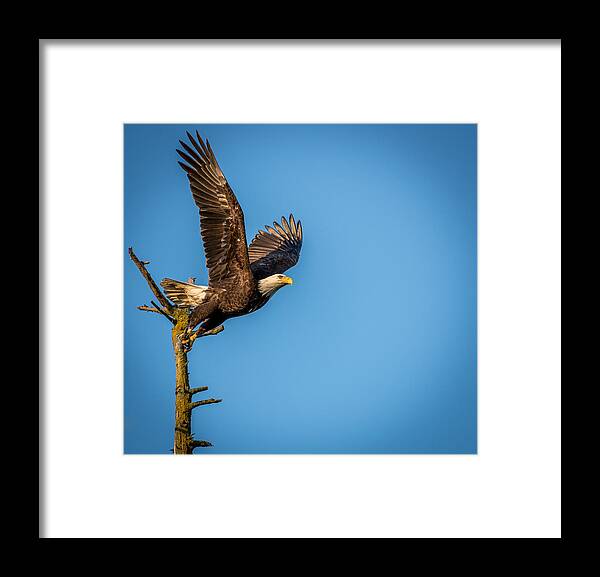 Eagle Framed Print featuring the photograph Ready for Takeoff by Jerry Cahill