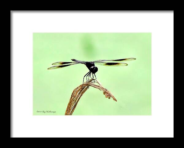 Dragonfly Photograph Framed Print featuring the photograph Ready for TakeOff by Lucy VanSwearingen