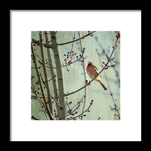 Bird Framed Print featuring the photograph Ready for the Day by Rebecca Cozart