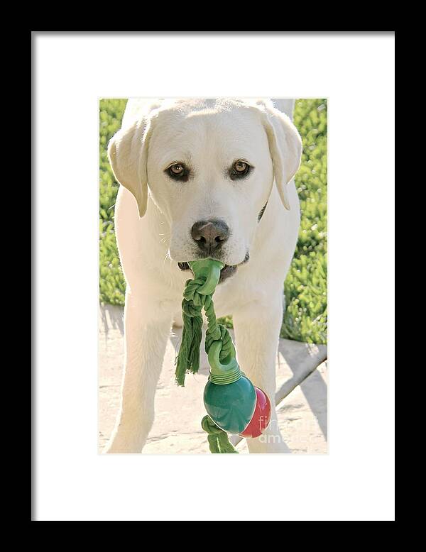 Labrador Dog Framed Print featuring the photograph Ready for the Holidays Again by Suzanne Oesterling