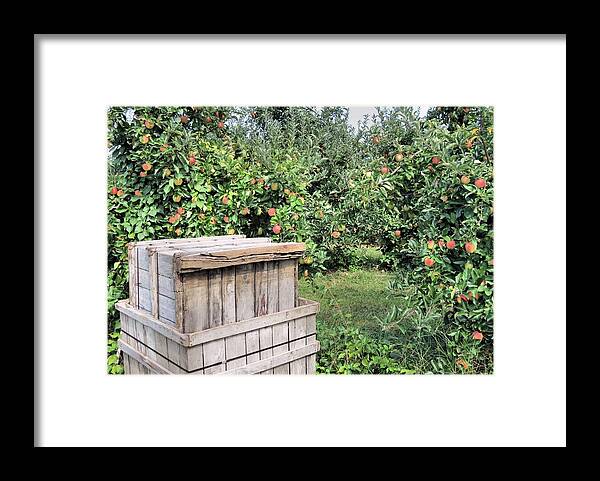 Apples Framed Print featuring the photograph Ready to be Picked by Janice Drew