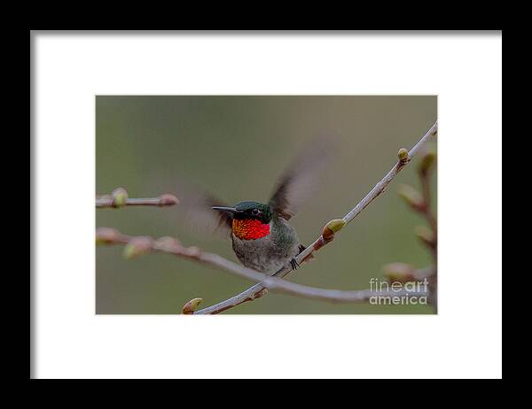 Landscape Framed Print featuring the photograph Ready to Fly by Cheryl Baxter