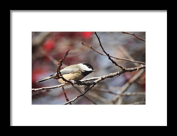 Birds Framed Print featuring the photograph Ready to Fly by Trina Ansel