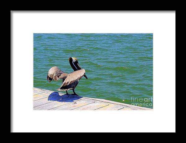Pelican Framed Print featuring the photograph Ready to Launch by Jeanne Forsythe