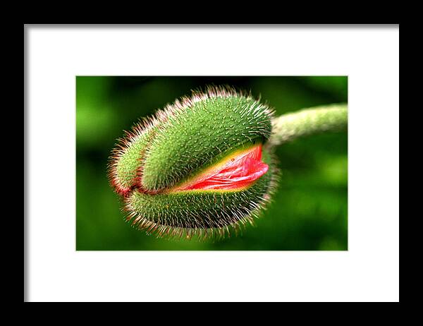 Poppy Framed Print featuring the photograph Ready to Pop by Larry Trupp