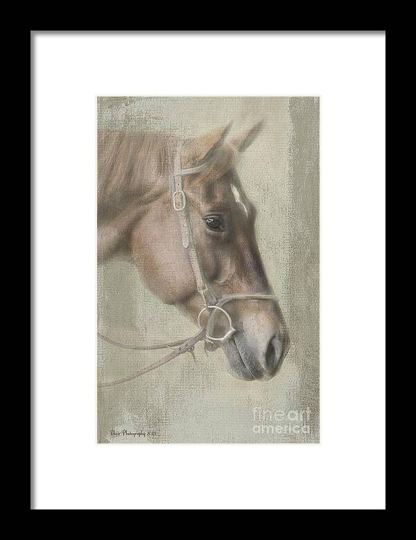 Horse Framed Print featuring the photograph Ready To Ride by Linda Blair
