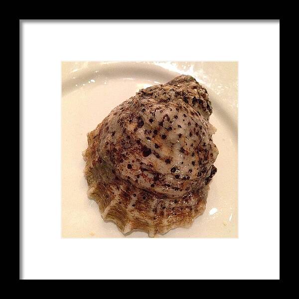 Florida Framed Print featuring the photograph Really Cool Blueprint Oyster Shell by Lianne Farbes