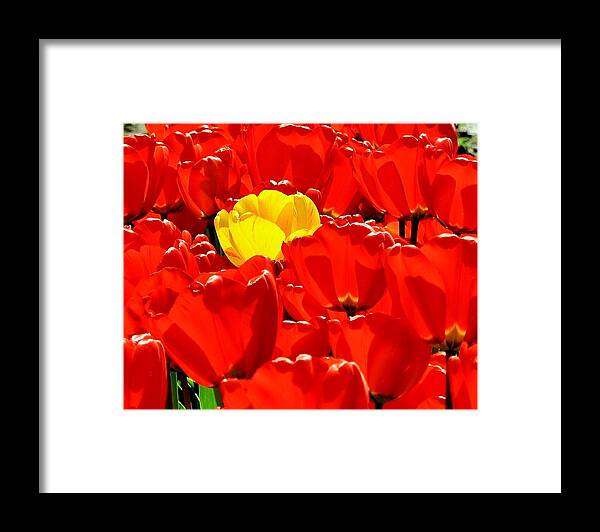 Tulips Framed Print featuring the photograph Rebel Yellow by Benjamin Yeager