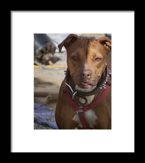 American Pit Bull Terrier Framed Print featuring the photograph Rebuild by David Wagner