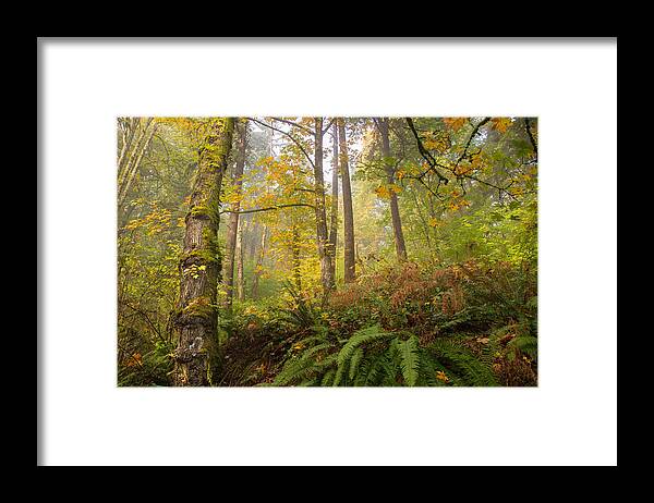 Forest Park Framed Print featuring the photograph Recollection by Kunal Mehra