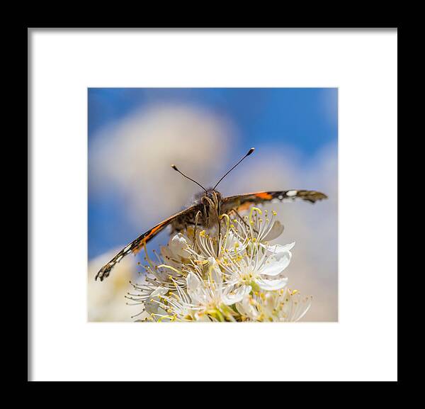 Butterfly Framed Print featuring the photograph Red Admiral Butterfly on Plum Blossoms by Steven Schwartzman