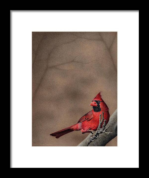 Cardinal Framed Print featuring the drawing Red Alert by Stirring Images