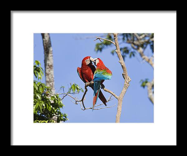 Feb0514 Framed Print featuring the photograph Red And Green Macaws Courting Tambopata by Konrad Wothe