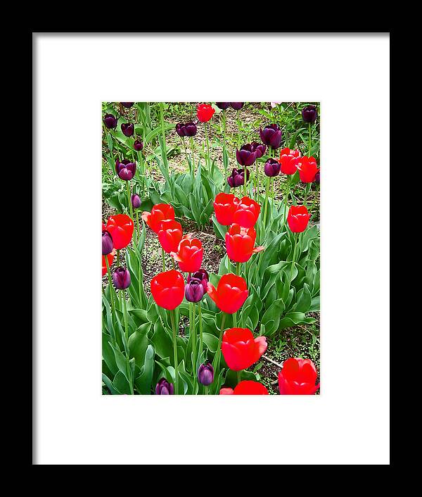 Red Tulips Framed Print featuring the photograph Red and Purple Tulips by Aimee L Maher ALM GALLERY