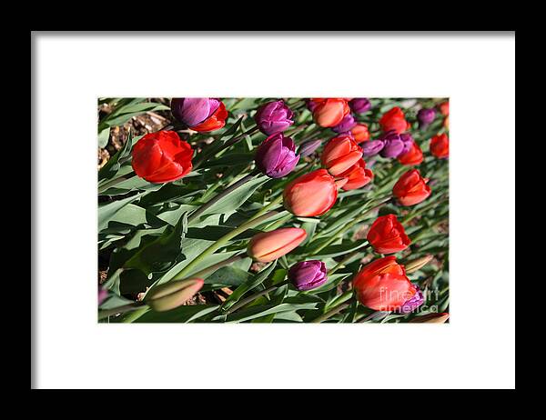 Tulips Framed Print featuring the photograph Red and Purple Tulips by Dora Sofia Caputo