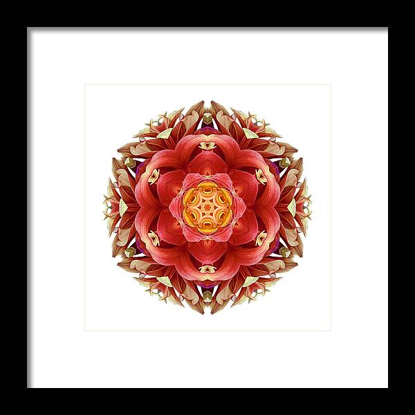 Flower Framed Print featuring the photograph Red and Yellow Dahlia III Flower Mandala Whtie by David J Bookbinder