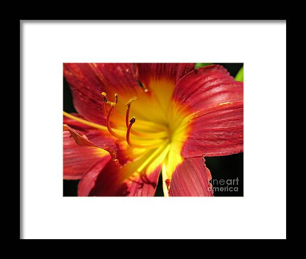 Red And Yellow Day Lily Framed Print featuring the photograph Red and Yellow Day Lily by HEVi FineArt