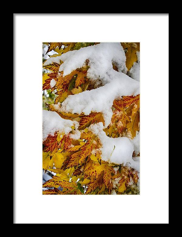 Tree Framed Print featuring the photograph Red Autumn Maple Leaves With Fresh Fallen Snow by James BO Insogna