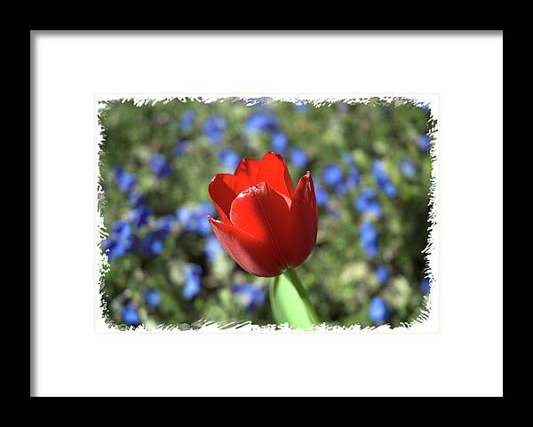 Flower Framed Print featuring the photograph Red Baby by Arthur Fix