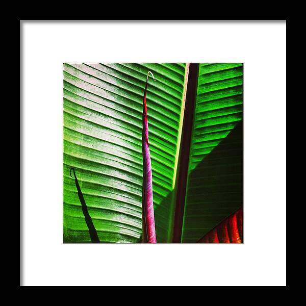 Musa Framed Print featuring the photograph Red Banana by Eric Suchman