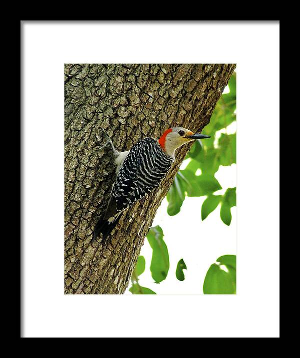 Bird Framed Print featuring the photograph Red-Bellied Woodpecker. by Chris Kusik