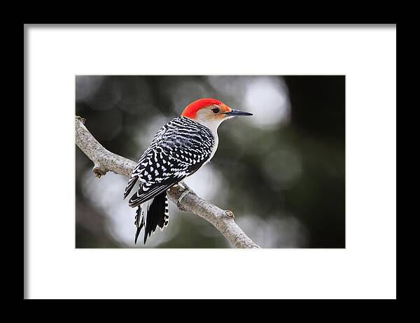 Bird Photography Framed Print featuring the photograph Red-bellied Woodpecker by Gary Hall