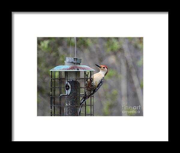 Red Bellied Woodpecker Framed Print featuring the photograph Red Bellied Woodpecker by Judy Wolinsky