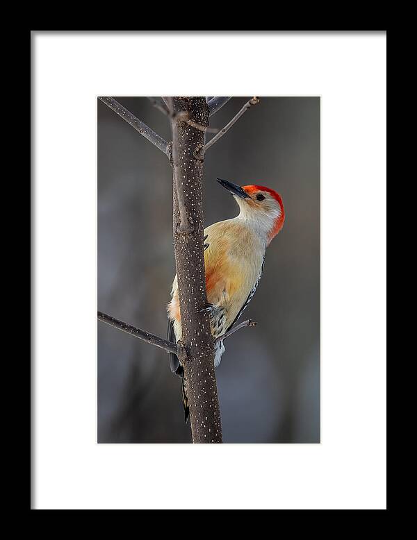 Red Framed Print featuring the photograph Red Bellied Woodpecker by Paul Freidlund