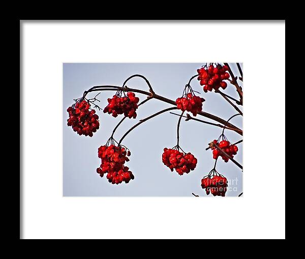 Berry Framed Print featuring the photograph Red berries by Karin Ravasio