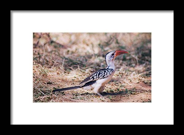 Red-billed Hornbill Framed Print featuring the photograph Red-billed Hornbill by Belinda Greb