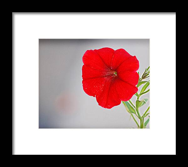 Flowers Framed Print featuring the photograph Red Blossom by Linda Brown