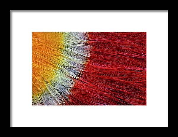 Close-up Framed Print featuring the photograph Red Breasted Toucan by Darrell Gulin
