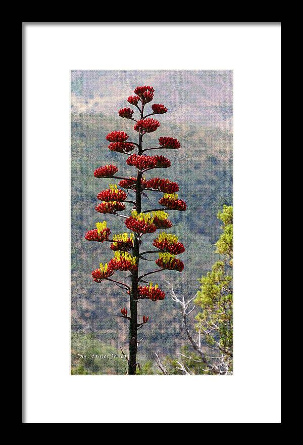Red Bud Agave Yellow Flowers Framed Print featuring the photograph Red Bud Agave Yellow Flowers by Tom Janca