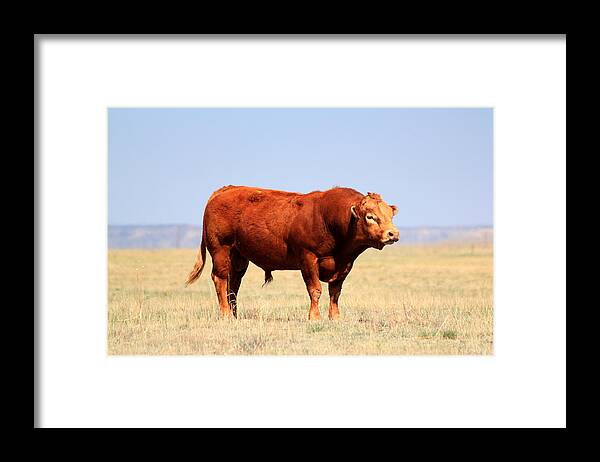 Red Bull Framed Print featuring the photograph Red Bull by Shane Bechler
