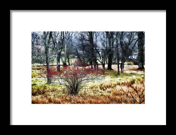 Woods Framed Print featuring the photograph Red Bush by Nicki McManus