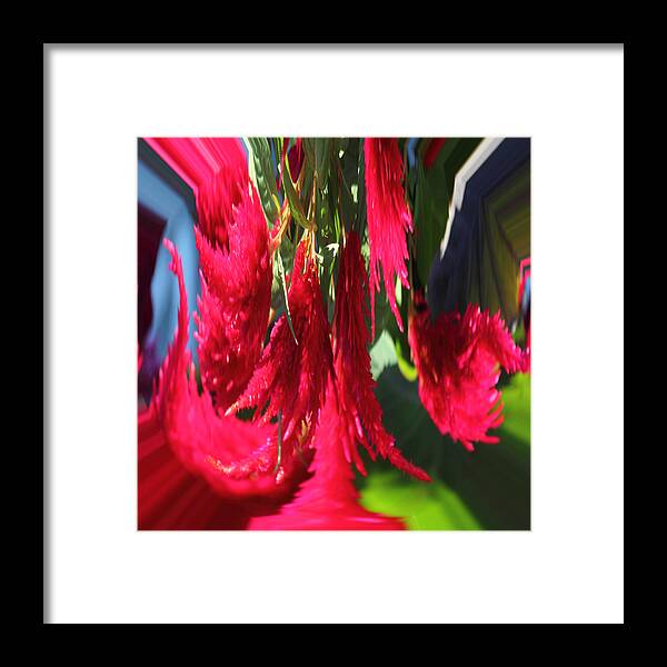 Orb Framed Print featuring the photograph Red Celosia Plumosa by Rhonda Humphreys