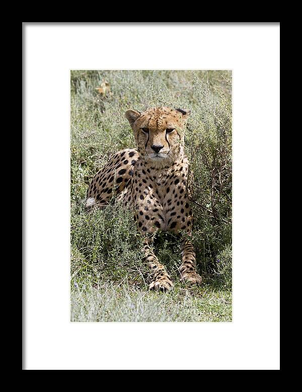 Cheetahs Framed Print featuring the photograph Red Cheetah Portrait by Chris Scroggins