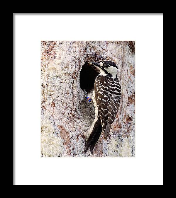 Woodpecker Framed Print featuring the photograph Red Cockaded Woodpecker by Jim E Johnson