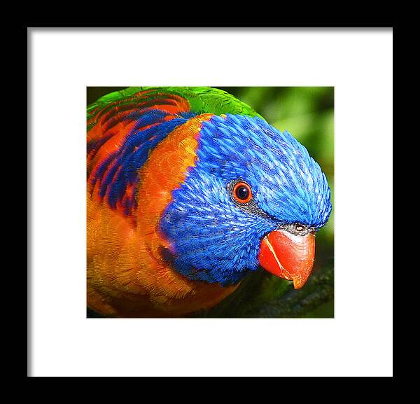 Red Collared Lorikeet Framed Print featuring the photograph Red Collared Lorikeet by Margaret Saheed
