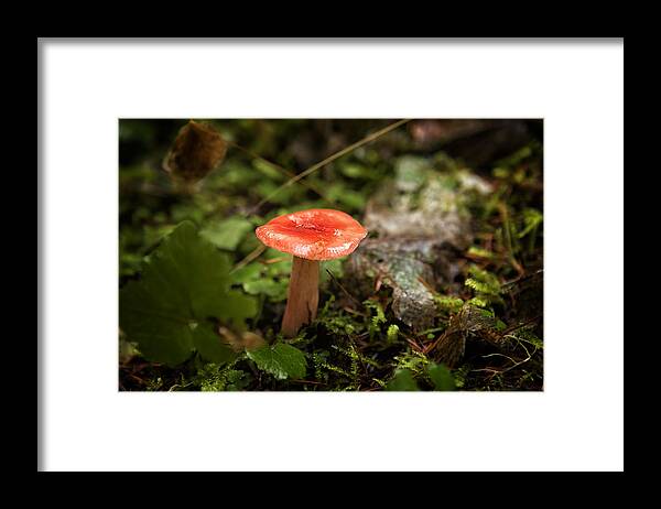 Russula Emetica Framed Print featuring the photograph Red Coral Mushroom by Belinda Greb
