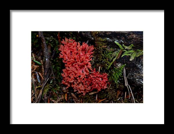 Red Coral Mushroom Framed Print featuring the photograph Red Coral Mushroom by Laureen Murtha Menzl