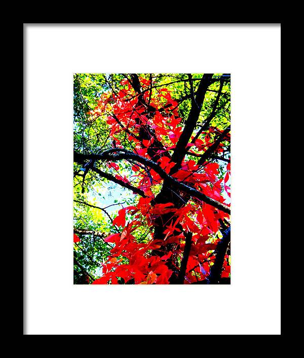 Red Creeper 2 Framed Print featuring the photograph Red Creeper 2 by Darren Robinson
