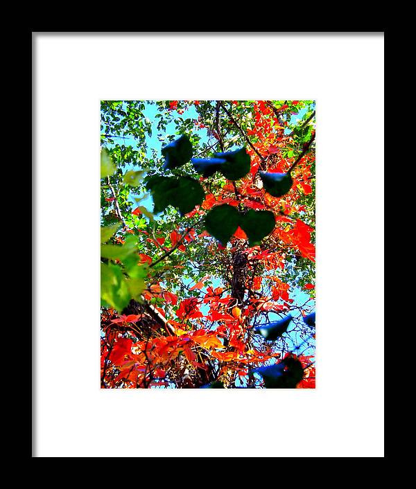 Red Creeper 3 Framed Print featuring the photograph Red Creeper 3 by Darren Robinson