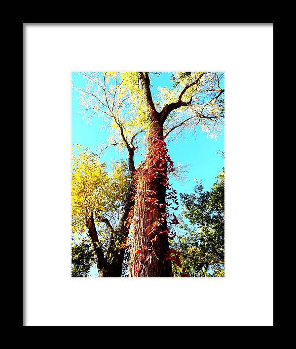 Red Creeper Framed Print featuring the photograph Red Creeper by Darren Robinson