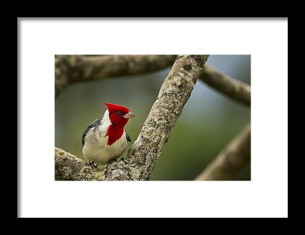 Red Crested Cardinal Framed Print featuring the photograph Red Crested Cardinal by Belinda Greb