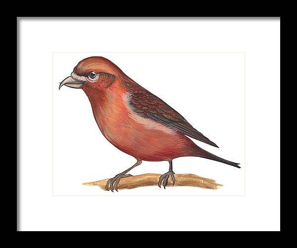 No People; Horizontal; Side View; Full Length; White Background; One Animal; Wildlife; Close Up; Zoology; Illustration And Painting; Bird; Branch; Perching; Beak; Feather; Red; Red Crossbill; Loxia Curvirostra Framed Print featuring the drawing Red crossbill by Anonymous