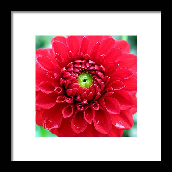Red Framed Print featuring the photograph Red Dahlia by Laurel Talabere