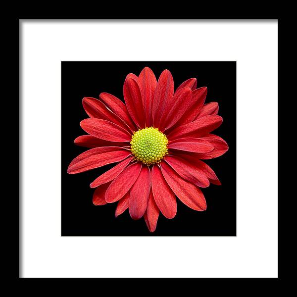 Flowers Framed Print featuring the photograph Red Daisy Still Life Flower Art Poster by Lily Malor