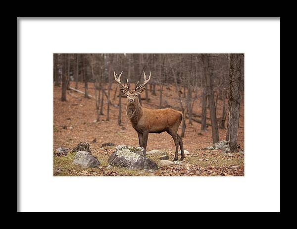 Deer Framed Print featuring the photograph Red Deer by Eunice Gibb