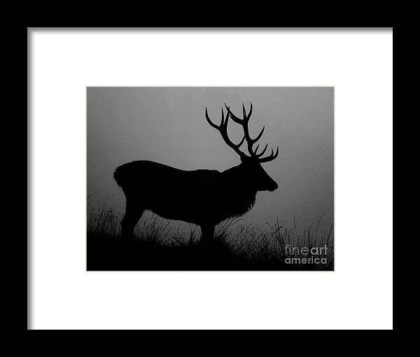 Deer Framed Print featuring the photograph Wildlife Red Deer Stag Silhouette by Linsey Williams